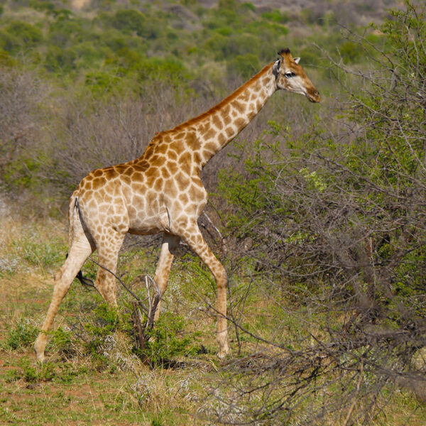 giraffe pilanesberg